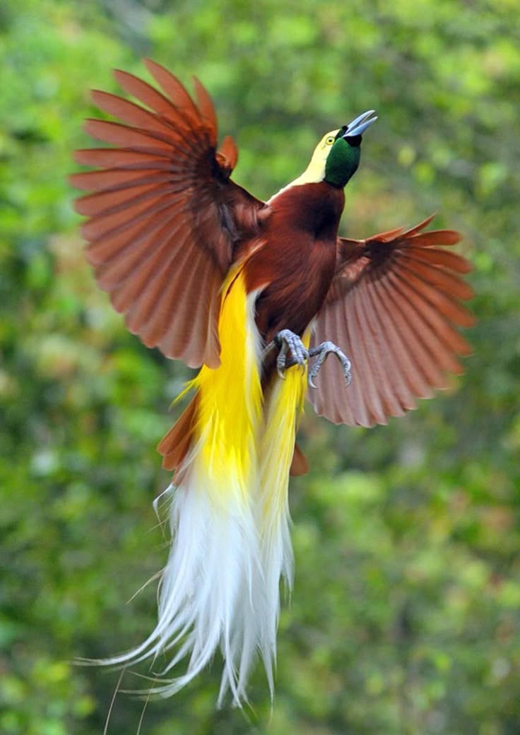 Birds
