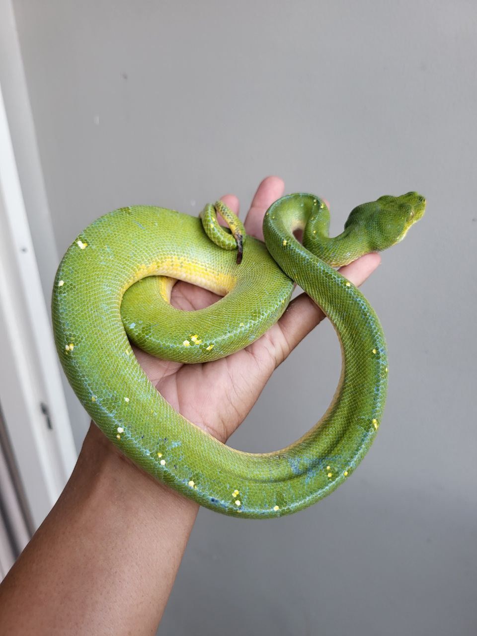 Green Tree Python