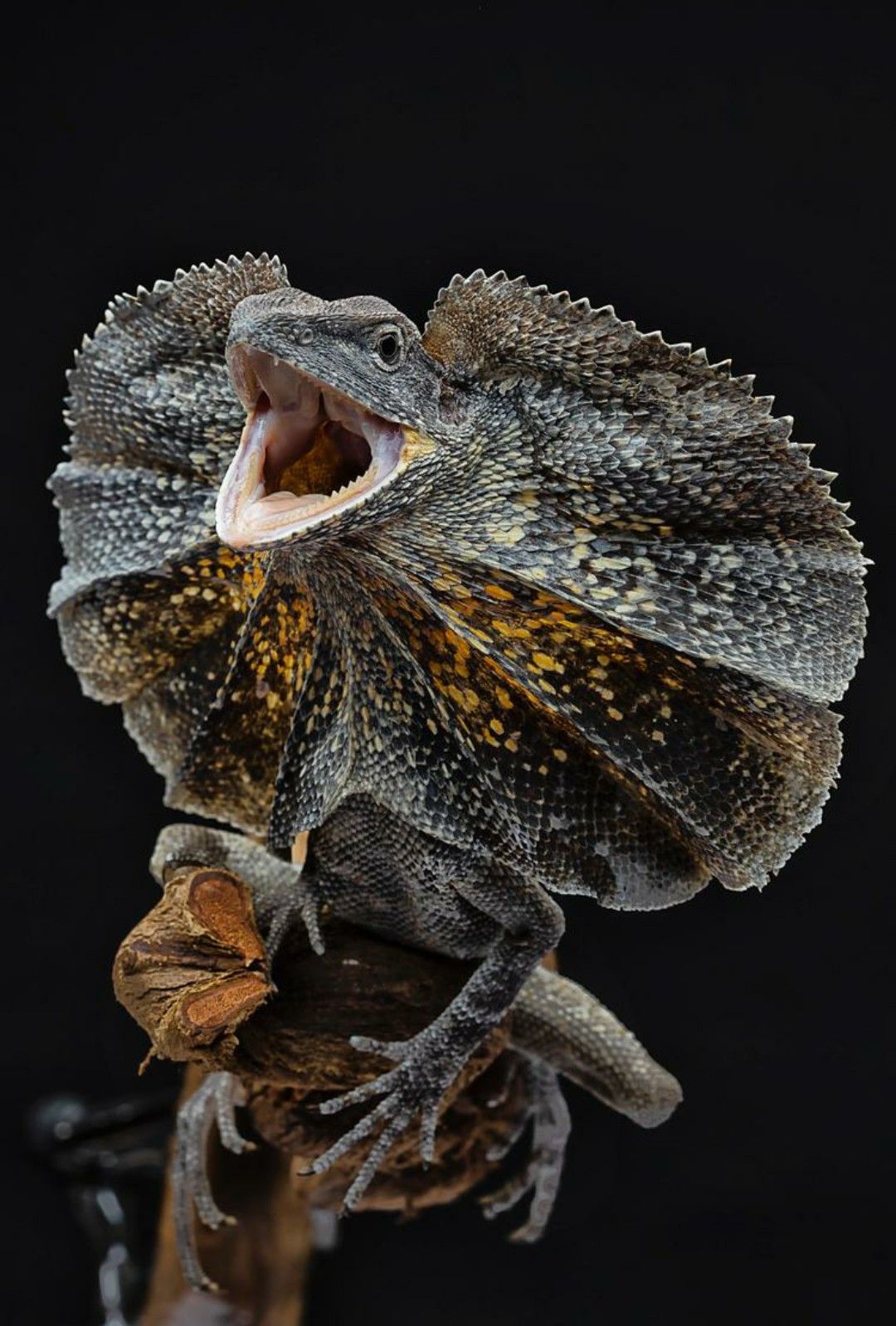 Reptiles