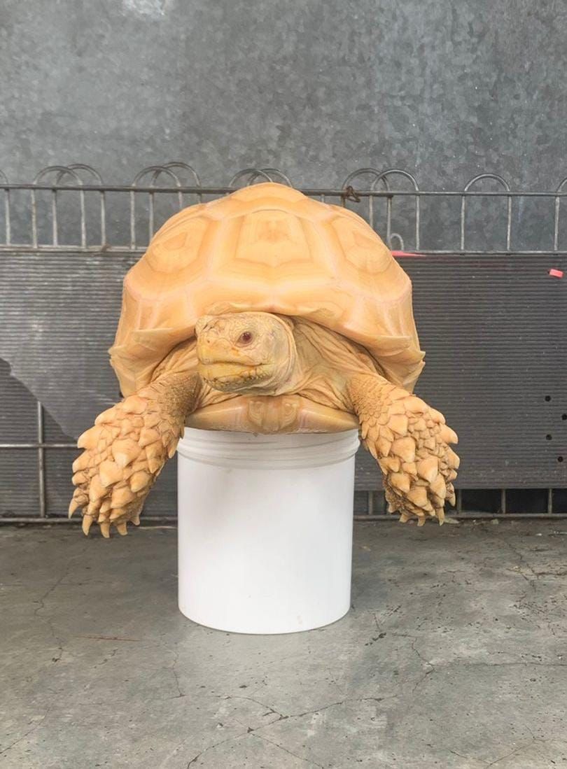 Sulcata Tortoise
